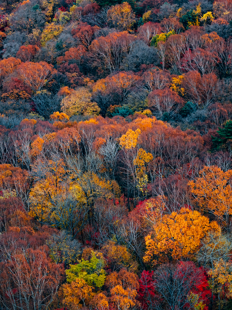 Photo taken on October 13, 2023 shows the forest changes color to different shades in the Sifangdingzi mountain area in Tonghua, northeast China's Jilin Province. /CFP