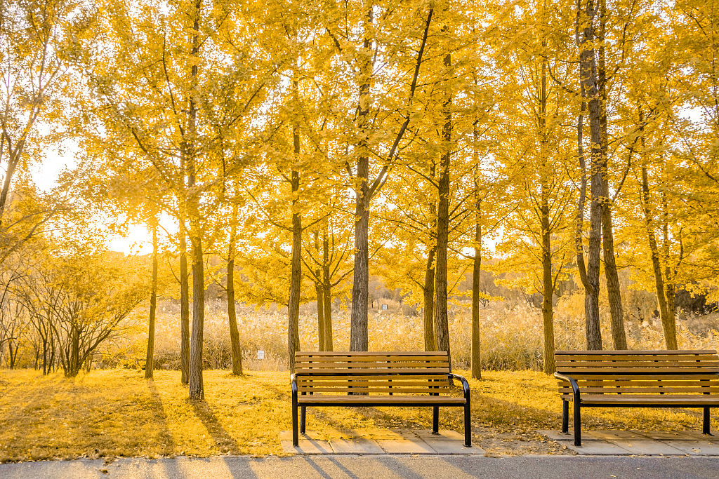 Photo taken on October 10, 2023 shows the autumn scenery in Olympic Forest Park in Beijing. /CFP