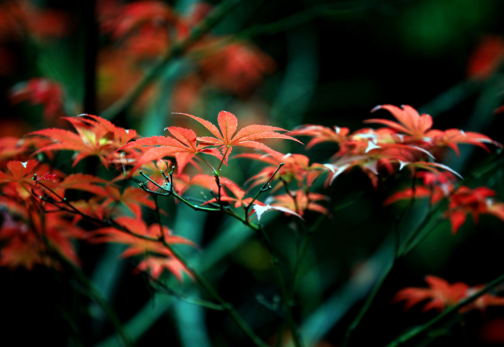 Photo taken on October 19, 2023, shows the century-old Qingyan Garden in Huai'an, east China's Jiangsu Province. The maple leaves in the garden recently changes to red color with temperature drop. /CFP