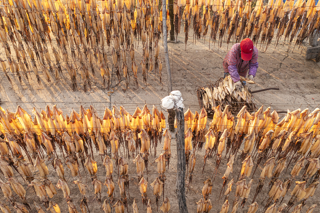 Photo taken on October 17, 2023, shows an aerial view of local fishermen air-drying squid in Rizhao, Shandong Province. /CFP