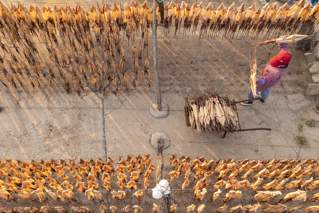 Photo taken on October 17, 2023, shows an aerial view of local fishermen air-drying squid in Rizhao, Shandong Province. /CFP