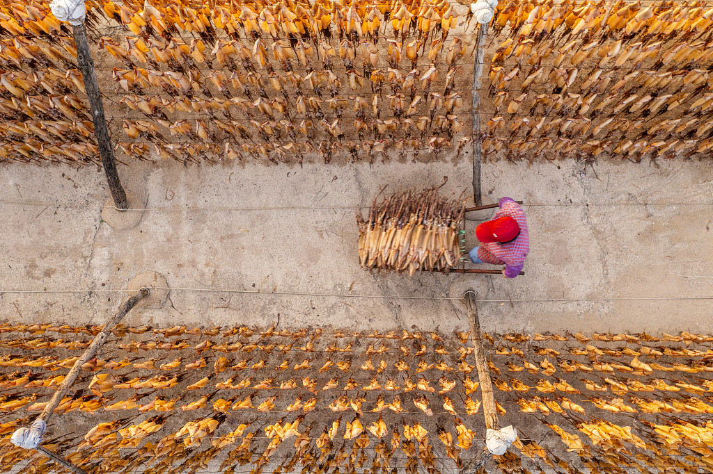 Photo taken on October 17, 2023, shows an aerial view of local fishermen air-drying squid in Rizhao, Shandong Province. /CFP