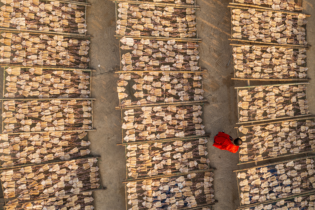 Photo taken on October 17, 2023, shows an aerial view of local fishermen air-drying squid in Rizhao, Shandong Province. /CFP