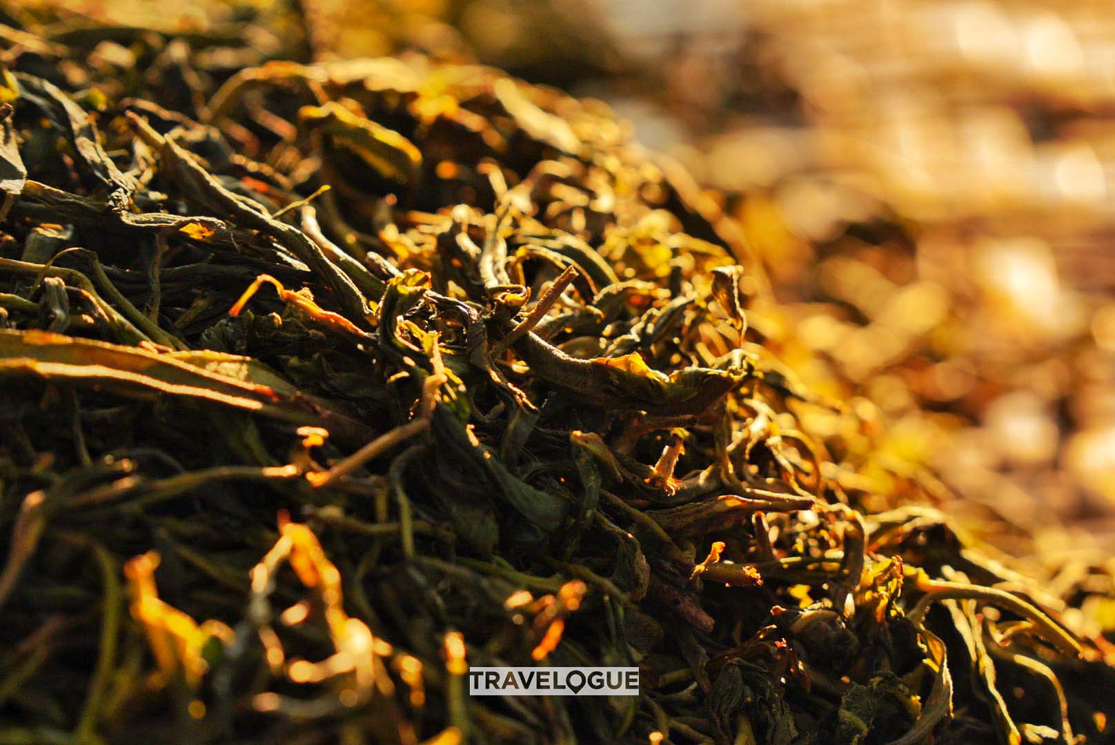 Pu'er tea production in Xishuangbanna, Yunnan Province. /CGTN