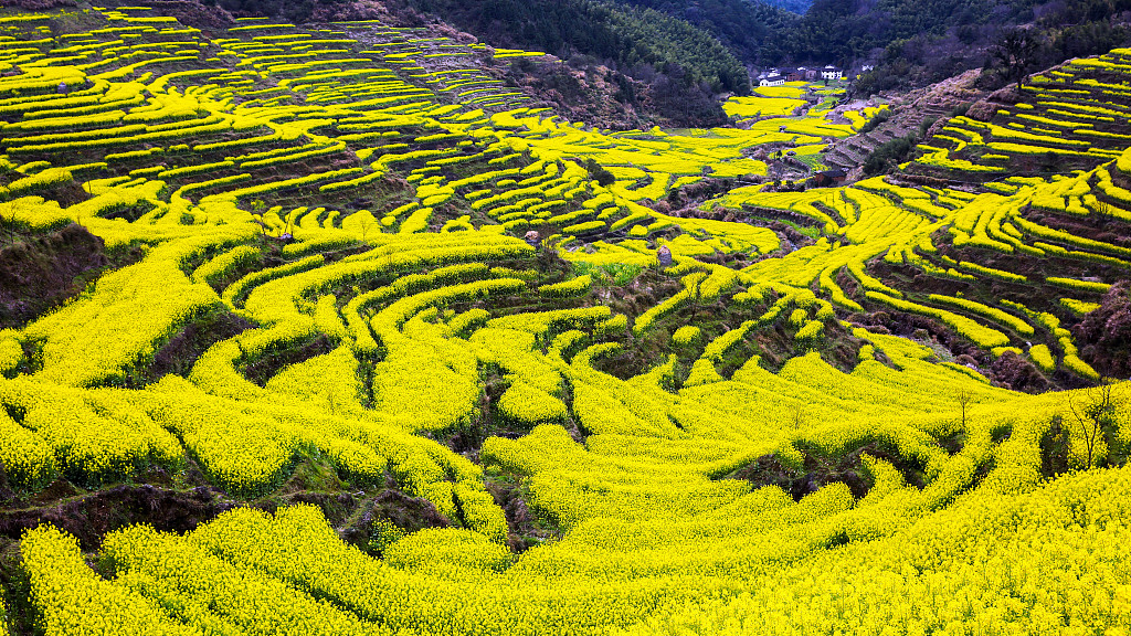 Rapeseed flowers in Huangling Village, Jiangxi Province. /VCG