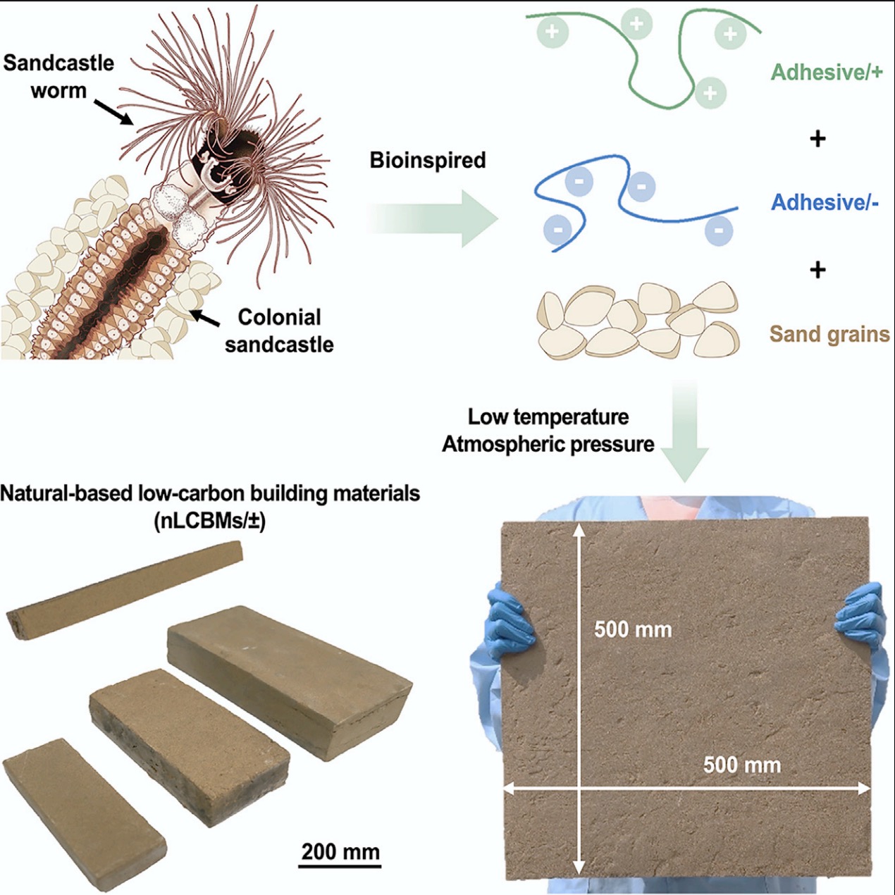 A screenshot of the study published in the journal of Matter showing the design and structure of bio-inspired natural-based low-carbon building materials (nLCBMs/G).