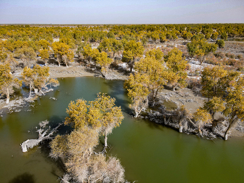 The vast forest of poplar trees turns yellow every autumn in Shaya County of Aksu Prefecture, northwest China's Xinjiang Uygur Autonomous Region, October 21, 2023. /CFP
