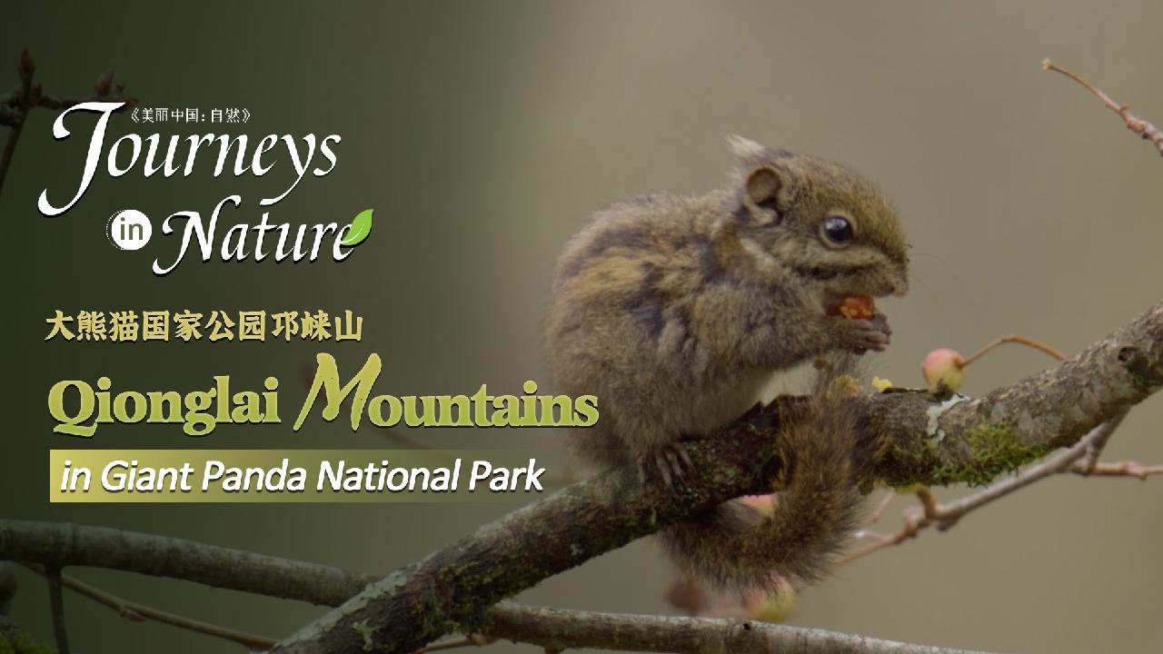 Qionglai Mountains Series Ep. 3 Special skills to compete for fruit CGTN