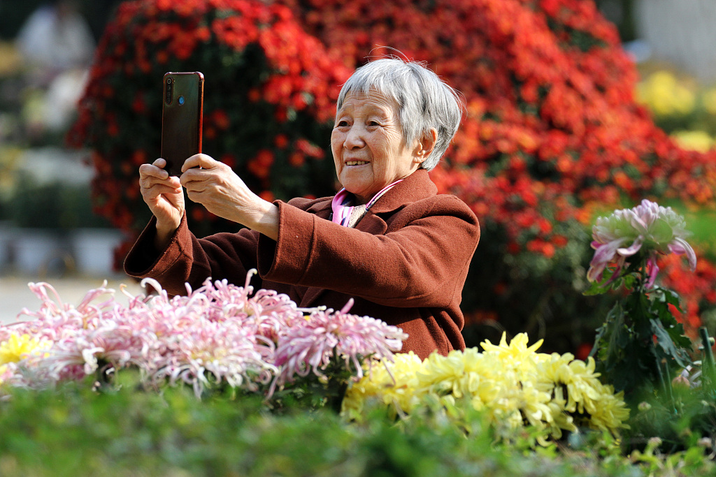 An elderly woman takes a photo of blooming chrysanthemum flowers at a park in Shenyang, northeast China's Liaoning Province, October 23, 2023. /CFP