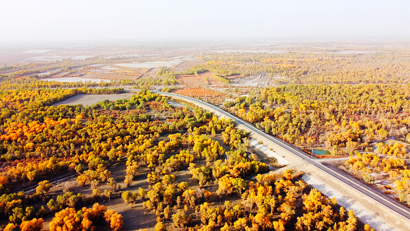 The photo taken on October 22, 2023, shows a vast forest of desert poplar trees providing picturesque views in Aksu Prefecture, northwest China's Xinjiang Uygur Autonomous Region. /CFP