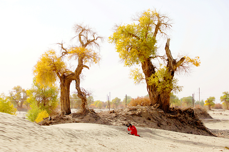 The desert poplar trees survive in desert desert areas thanks to their tenacious vitality, in Aksu Prefecture, northwest China's Xinjiang Uygur Autonomous Region. /CFP