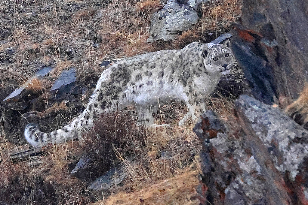 A wild snow leopard is seen among bare rocks in Ganzi Tibetan Autonomous Prefecture, southwest China's Sichuan Province, February 27, 2023. /CFP