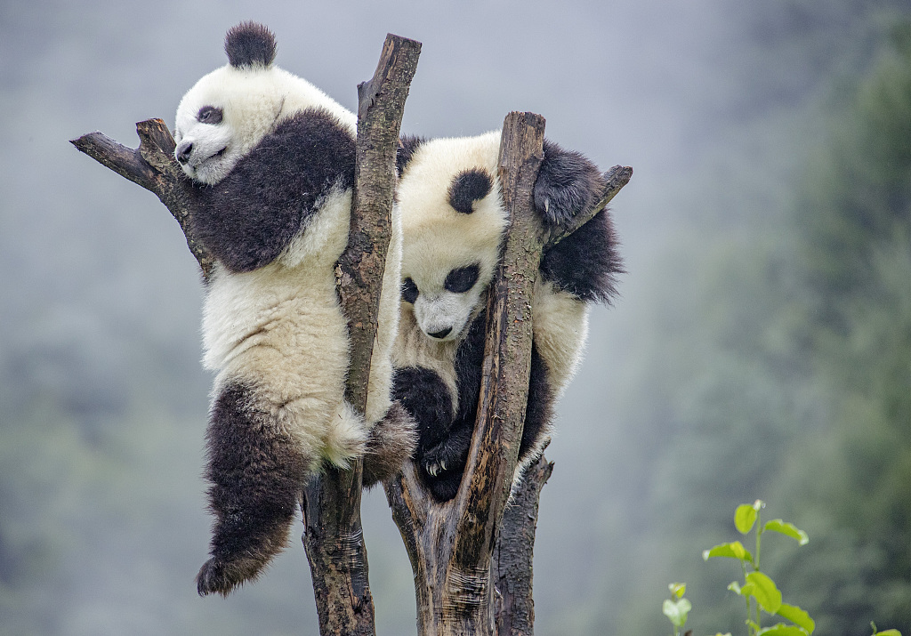 Two giant panda cubs rest in tree branches at the Shenshuping base of China Conservation and Research Center for Giant Pandas in Wolong National Nature Reserve, southwest China's Sichuan Province, September 12, 2020. /CFP