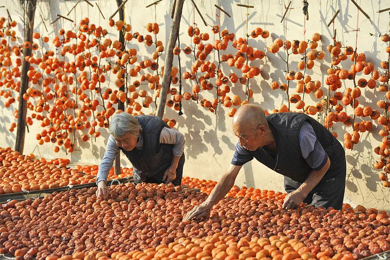 Fruit farmers ripen persimmons in their yard in Yuncheng City, Shanxi Province. /CFP