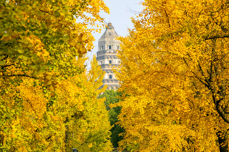 Ginkgo leaves turn golden yellow on the streets of Suzhou City, Jiangsu Province. /CFP