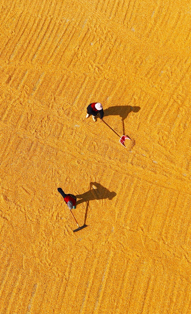 An aerial view of farmers sun-drying corn cobs in Liaocheng, Shandong Province, October 23, 2023. /CFP