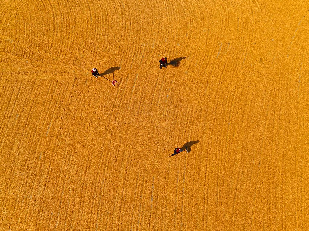 An aerial view of farmers sun-drying corn cobs in Liaocheng, Shandong Province, October 23, 2023. /CFP