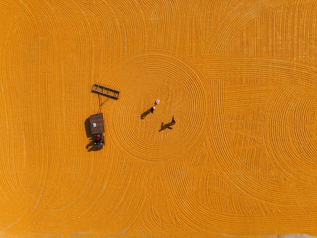 An aerial view of farmers sun-drying corn cobs in Liaocheng, Shandong Province, October 23, 2023. /CFP