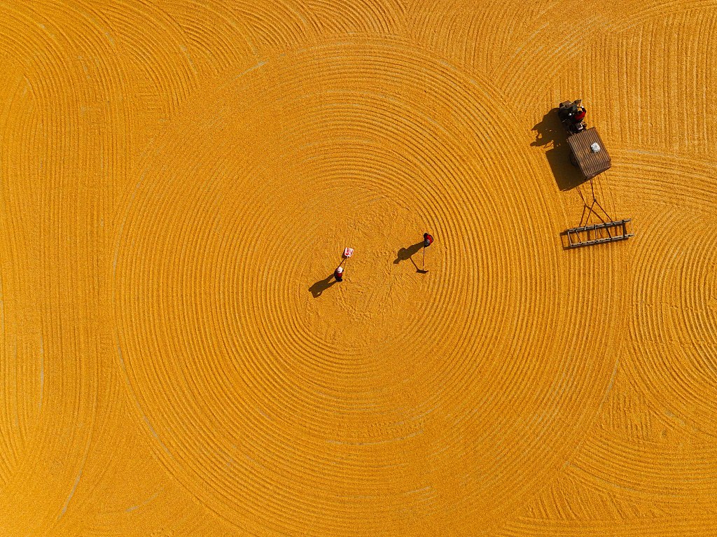 An aerial view of farmers sun-drying corn cobs in Liaocheng, Shandong Province, October 23, 2023. /CFP