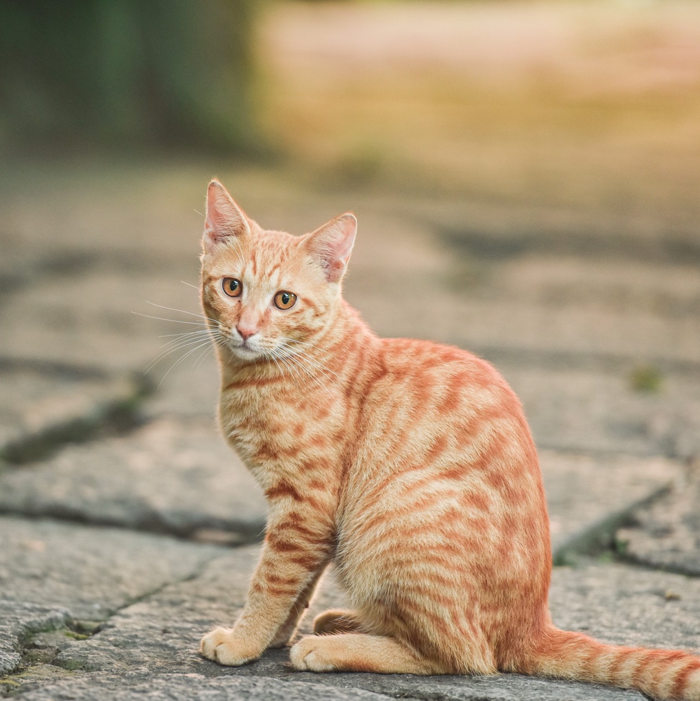 A cat at the Lingyin Temple in Hangzhou, Zhejiang Province. /IC