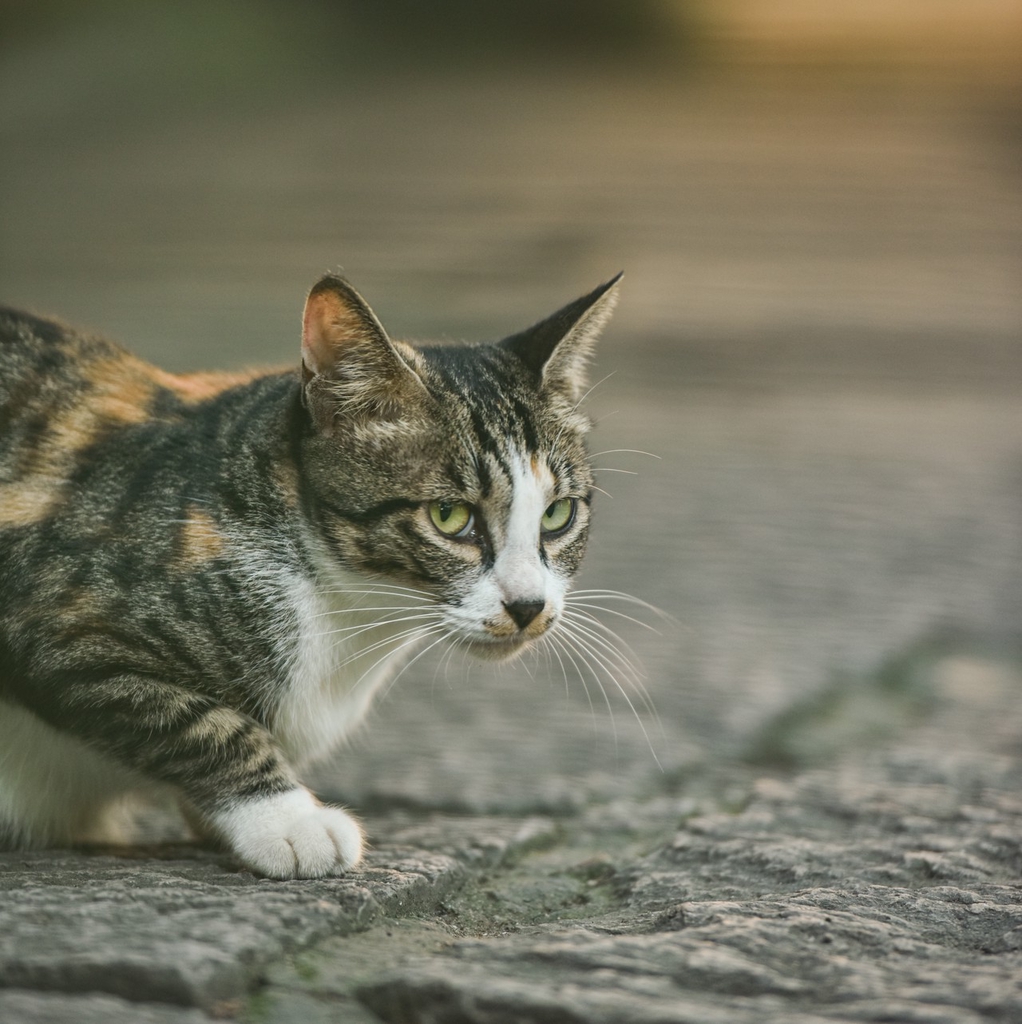 A cat at the Lingyin Temple in Hangzhou, Zhejiang Province. /IC