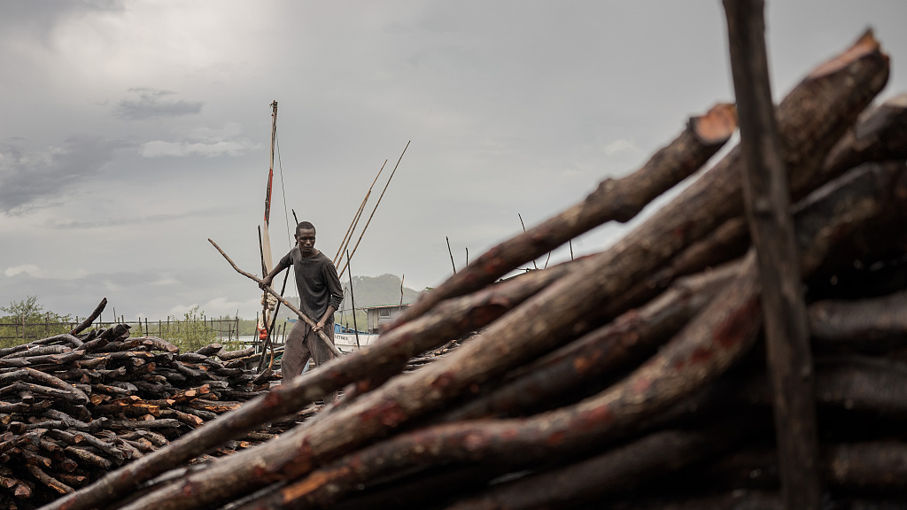 A man collects mangroves which are sold to Conakry, Guinea, September 20, 2023. /CFP