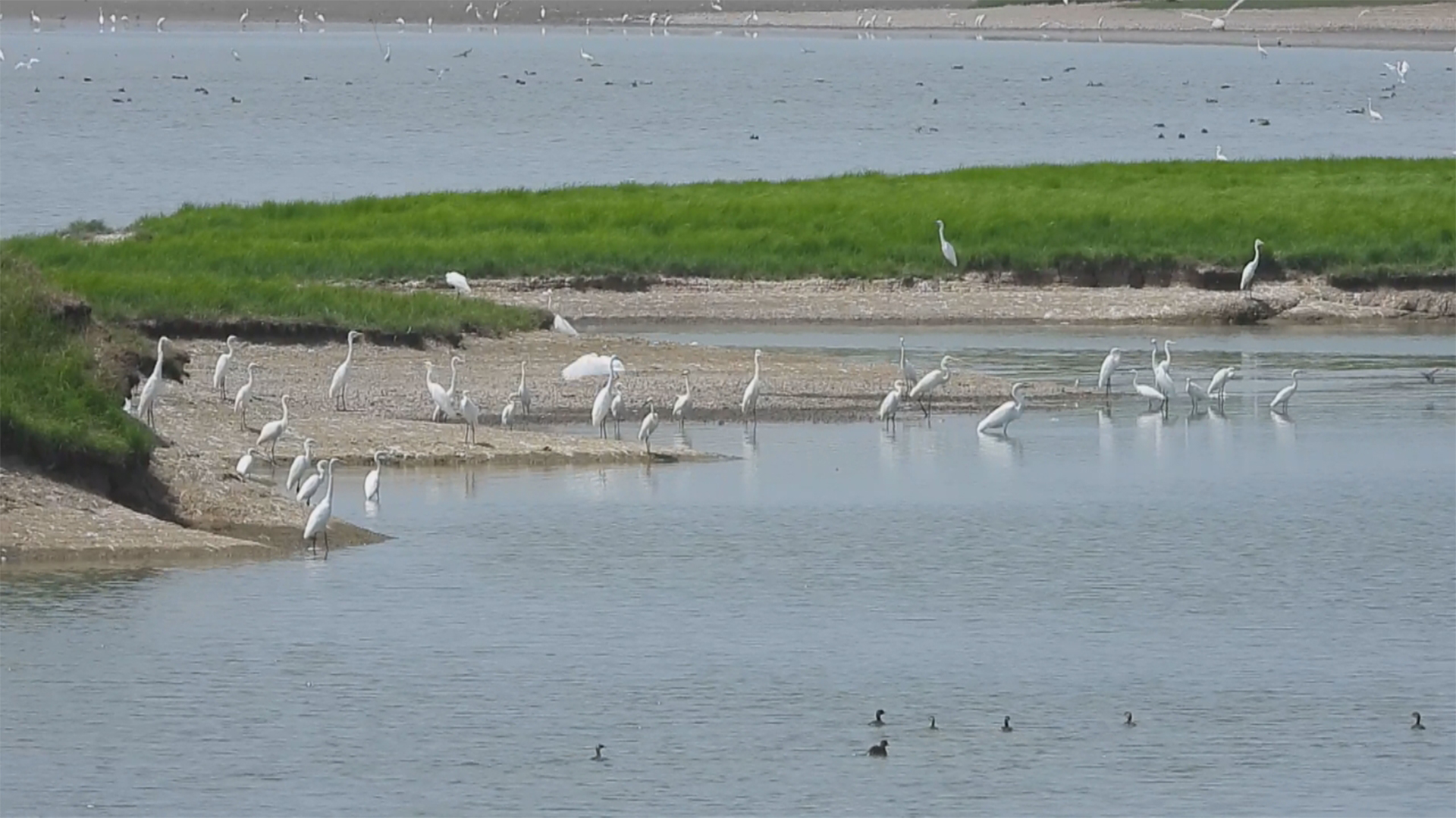 Live: First batch of wintering migratory birds arrive at Dongting Lake