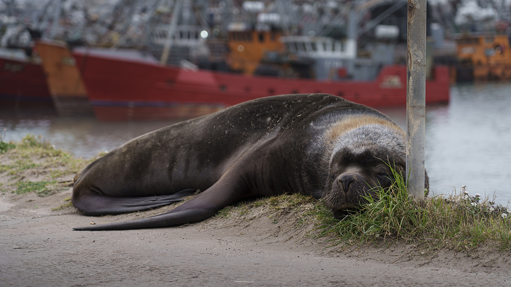 A sea lion dies due to avian flu mutation in Buenos Aires, Argentina on September 4, 2023. /CFP