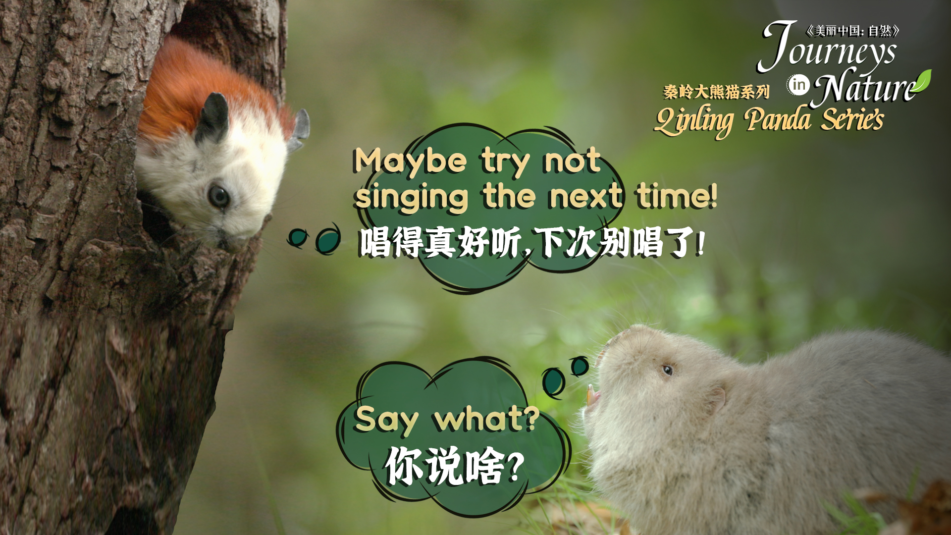 Coming up! CGTN Nature to unveil new giant panda series