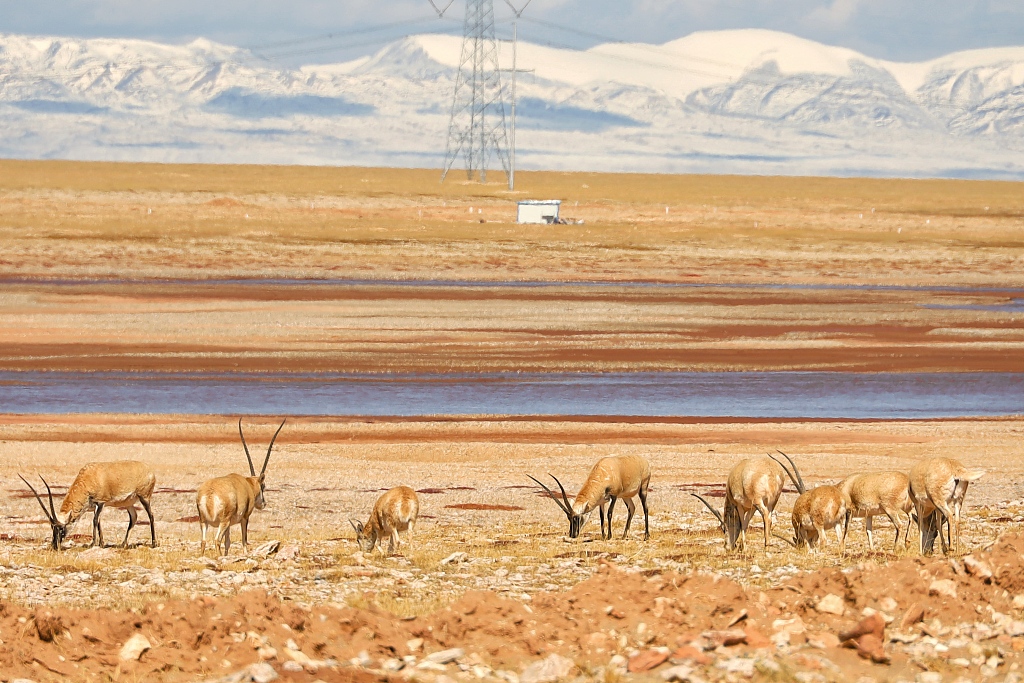 An undated photo shows Tibetan antelopes grazing at the Three-River Source National Park in China. /CFP