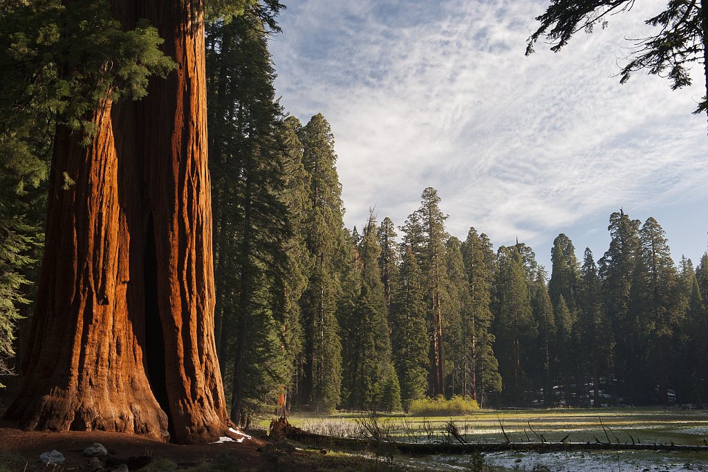 A view of sequoia trees in the Sequoia National Park, California, United States /CFP