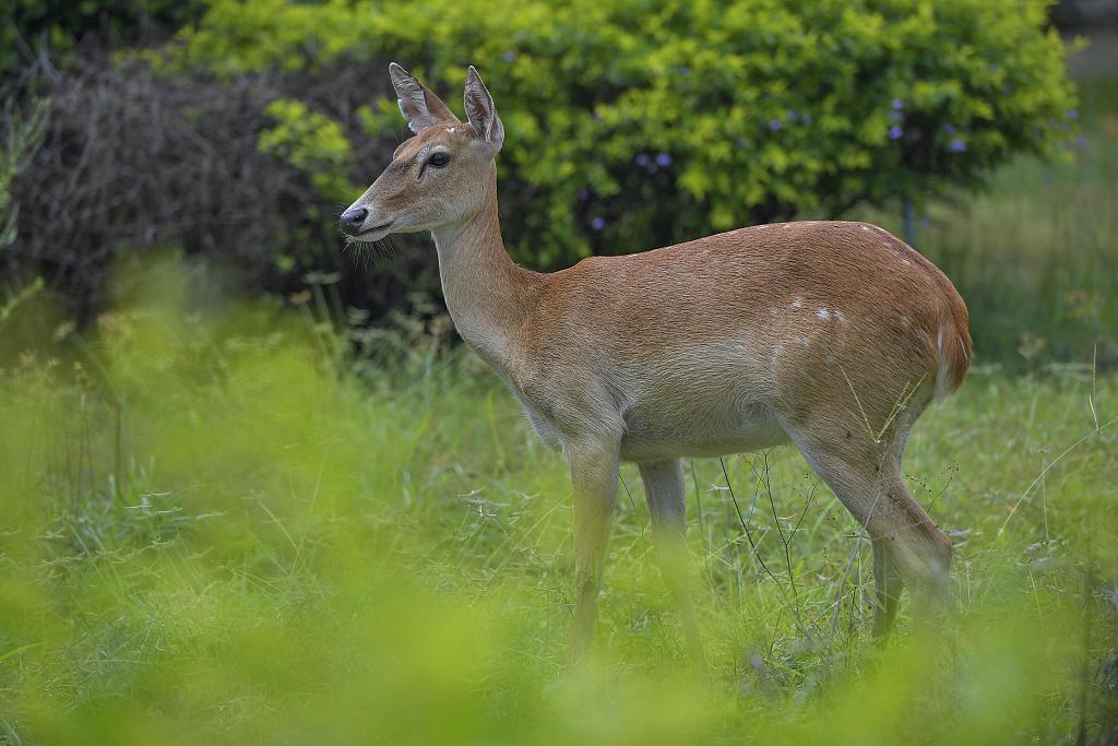 A wild deer in south China's Hainan Tropical Rainforest National Park /CFP