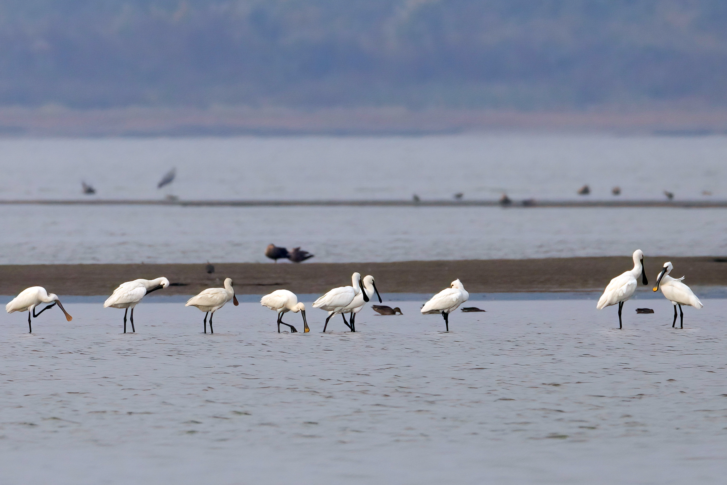 Migratory birds forage at the wetland along the Poyang Lake in Jiujiang, east China's Jiangxi Province in this photo taken on October 26, 2023. /CFP