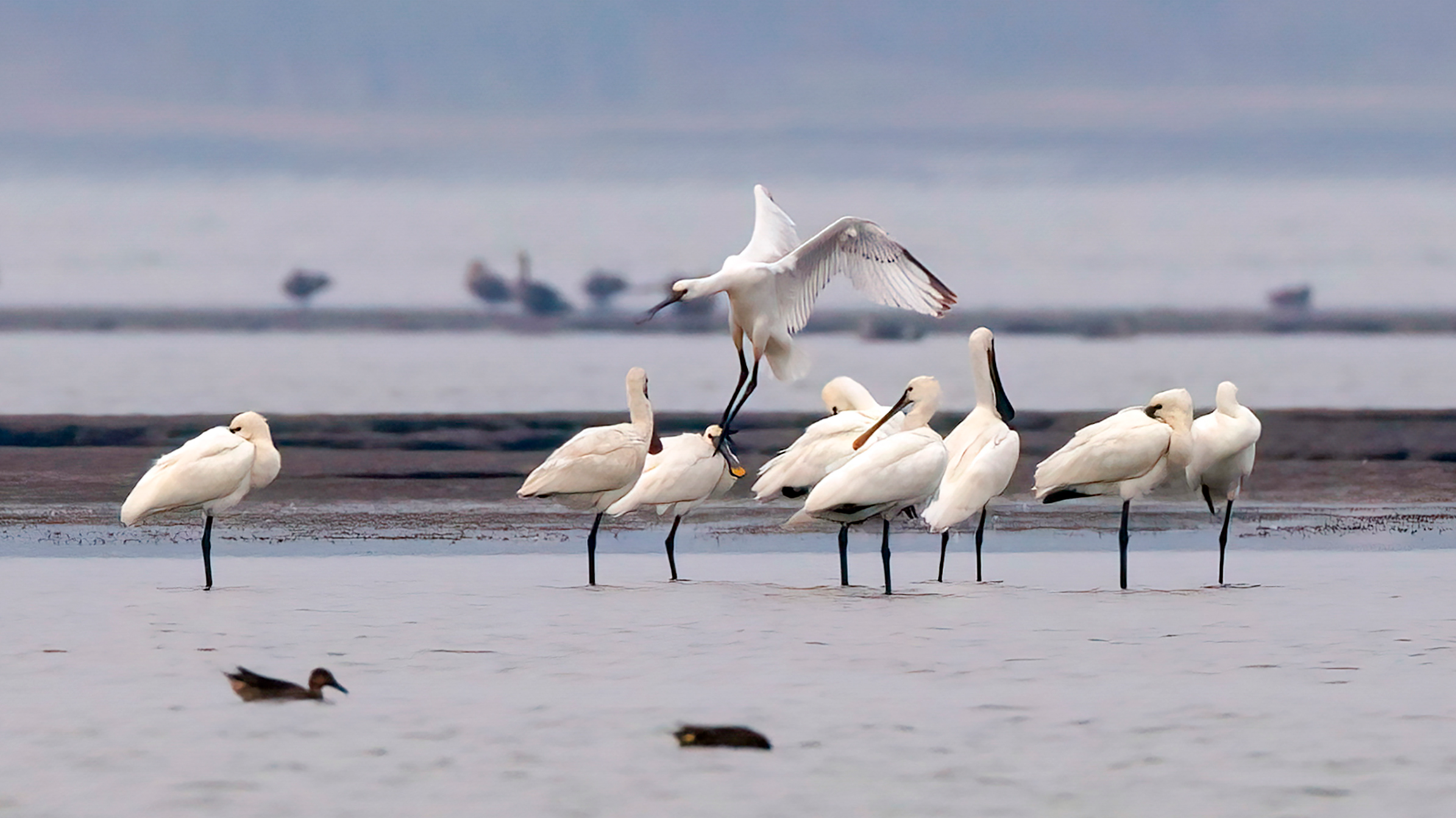 Migratory birds gather at Poyang Lake in Jiangxi