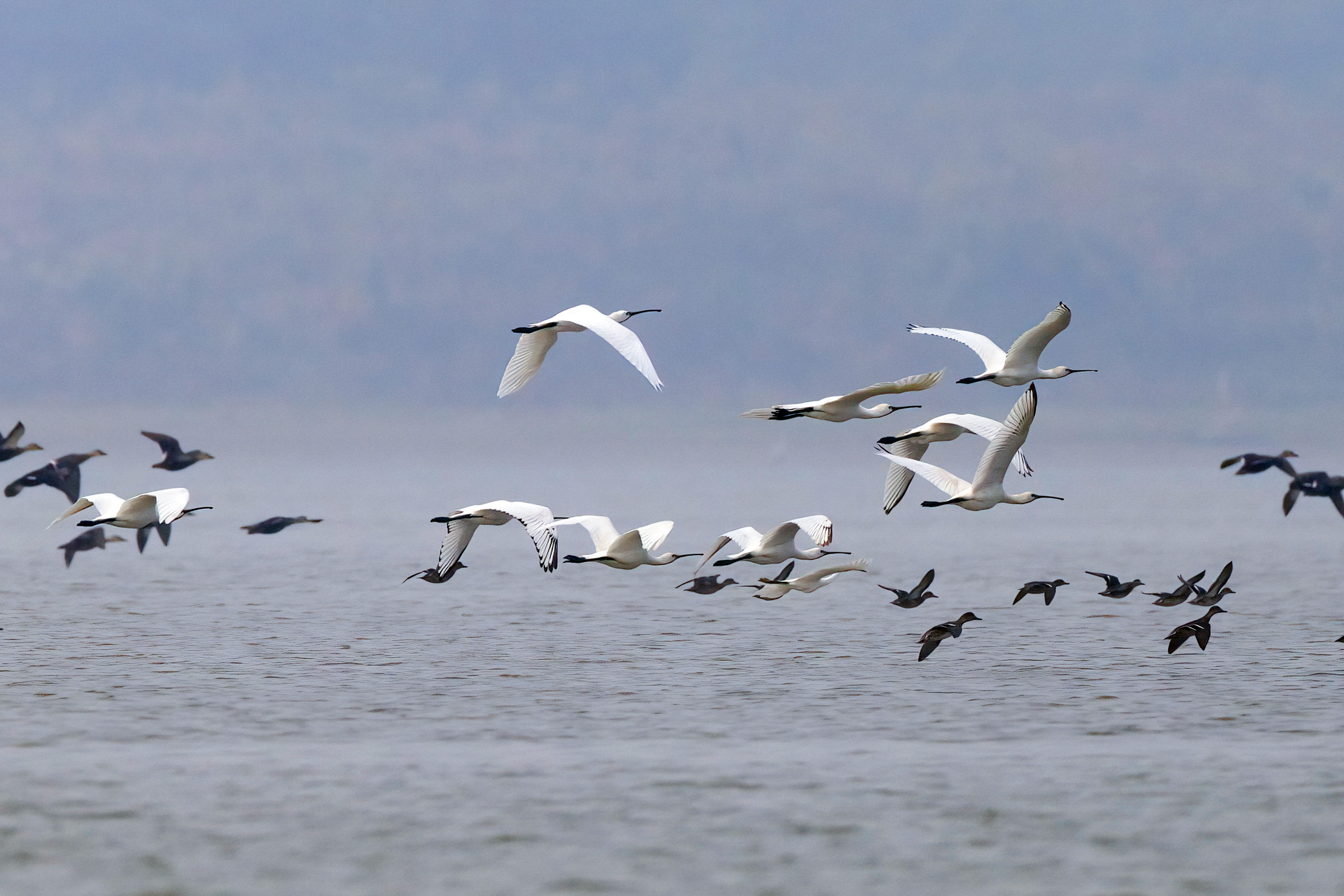 Migratory birds hover over the water of the Poyang Lake in Jiujiang, east China's Jiangxi Province in this photo taken on October 26, 2023. /CFP