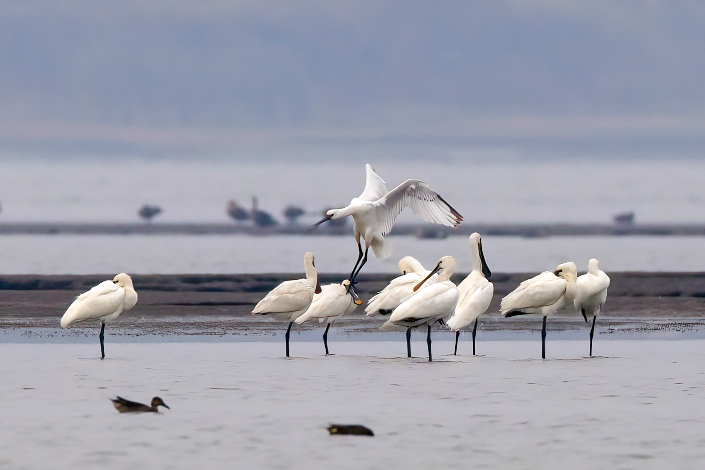 Migratory birds forage at the wetland along the Poyang Lake in Jiujiang, east China's Jiangxi Province in this photo taken on October 26, 2023. /CFP