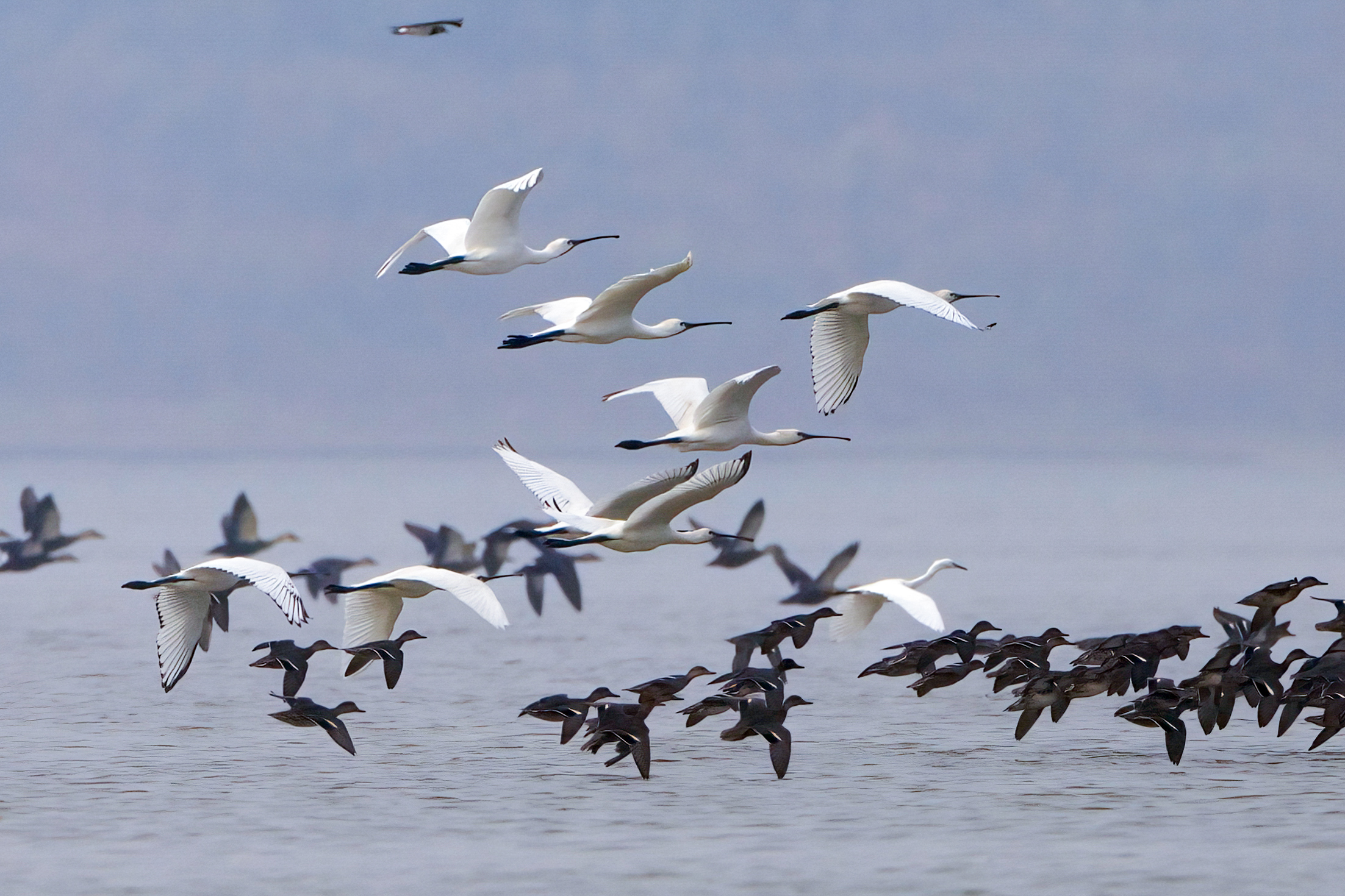 Migratory birds hover over the water of the Poyang Lake in Jiujiang, east China's Jiangxi Province in this photo taken on October 26, 2023. /CFP