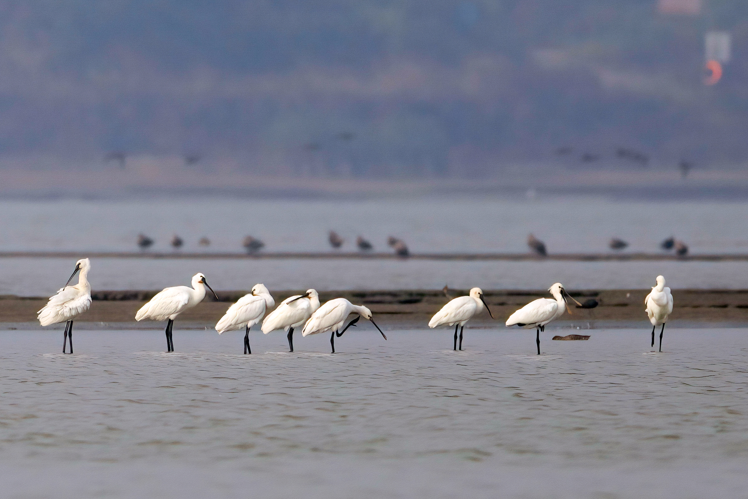 Migratory birds forage at the wetland along the Poyang Lake in Jiujiang, east China's Jiangxi Province in this photo taken on October 26, 2023. /CFP