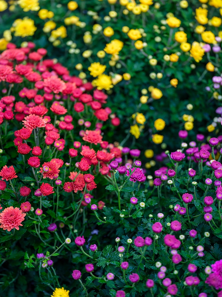 Blooming chrysanthemum at Hangzhou Botanical Garden in east China's Zhejiang Province is seen in this photo taken on October 27, 2023. /CFP