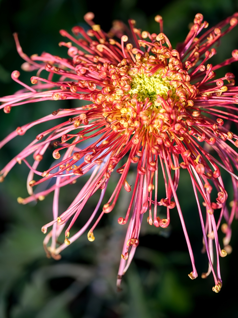 Blooming chrysanthemum at Hangzhou Botanical Garden in east China's Zhejiang Province is seen in this photo taken on October 27, 2023. /CFP