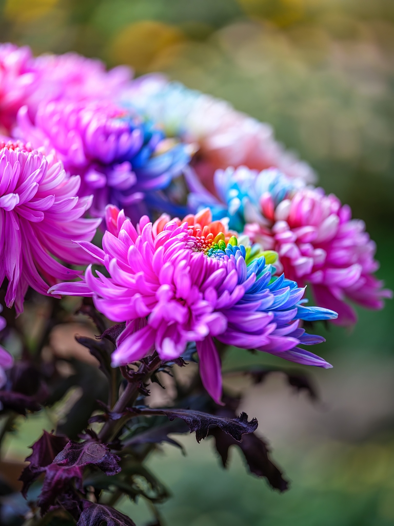 Blooming chrysanthemum at Hangzhou Botanical Garden in east China's Zhejiang Province is seen in this photo taken on October 27, 2023. /CFP