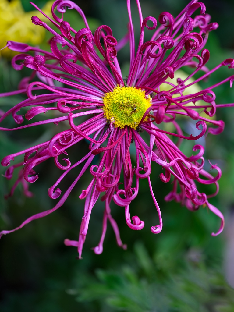 Blooming chrysanthemum at Hangzhou Botanical Garden in east China's Zhejiang Province is seen in this photo taken on October 27, 2023. /CFP