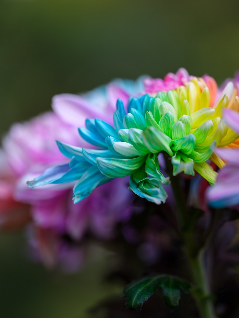 Blooming chrysanthemum at Hangzhou Botanical Garden in east China's Zhejiang Province is seen in this photo taken on October 27, 2023. /CFP