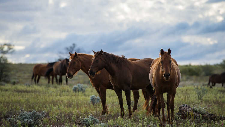 Aussies allow aerial shooting to slash feral horses in national park - CGTN