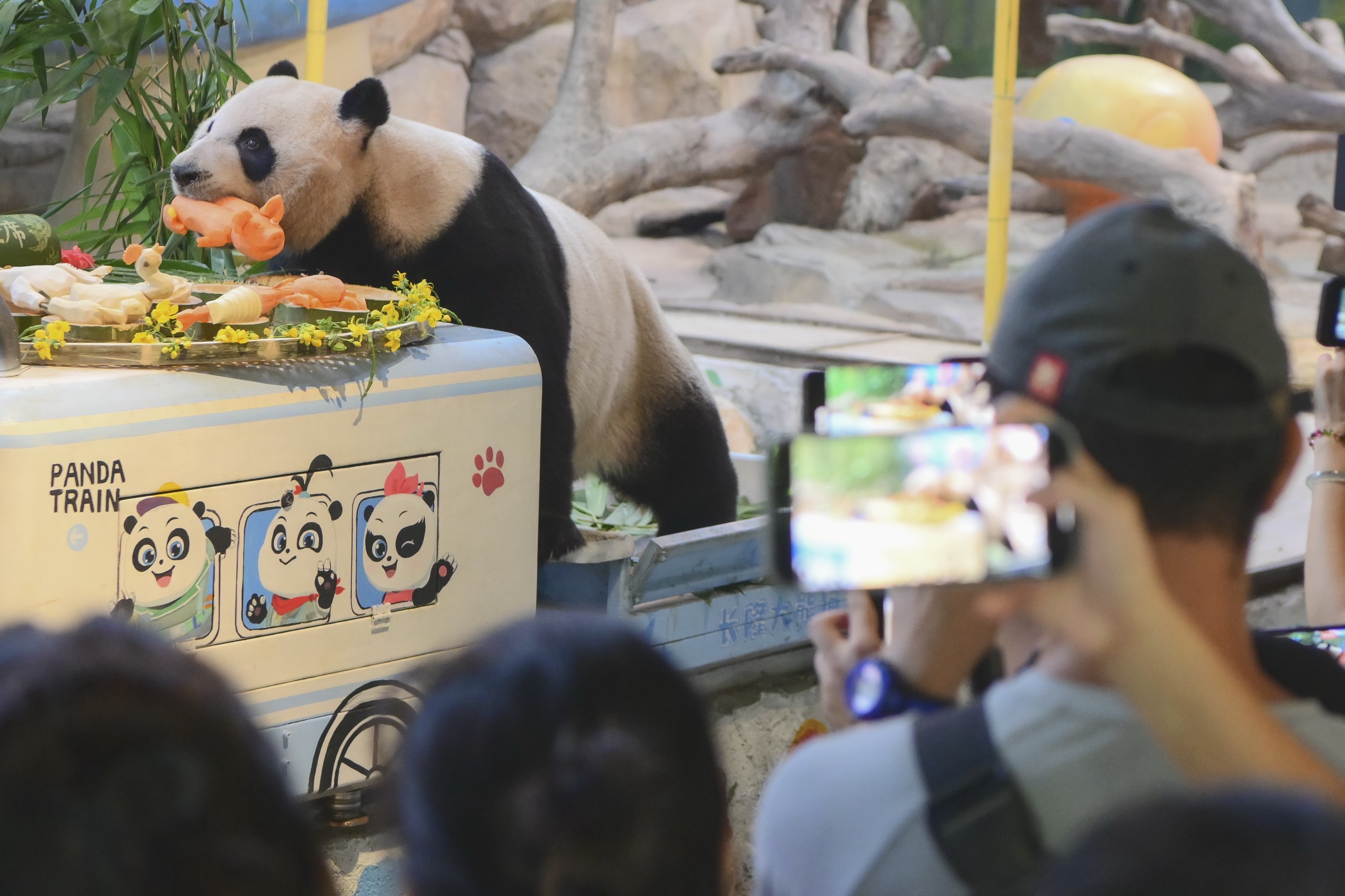 Photo taken on October 27, 2023, shows tourists take photo of giant panda Kuku at Chimelong Safari Park in Guangzhou, Guangdong Province. /IC