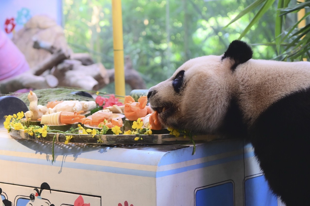 Photo taken on October 27, 2023, shows giant panda Kuku enjoys teatime at Chimelong Safari Park in Guangzhou, Guangdong Province. /IC