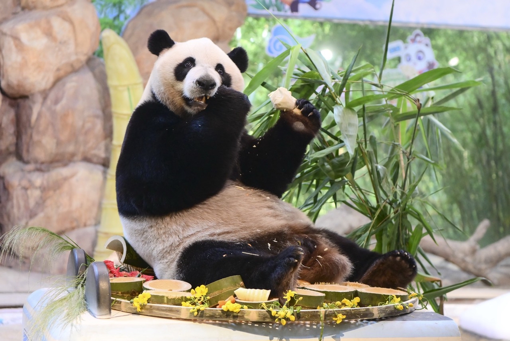 Photo taken on October 27, 2023, shows giant panda Kuku enjoys teatime at Chimelong Safari Park in Guangzhou, Guangdong Province. /IC