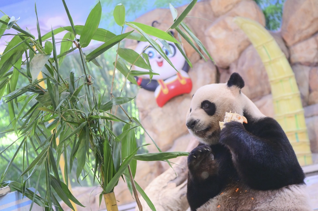 Photo taken on October 27, 2023, shows giant panda Kuku enjoys teatime at Chimelong Safari Park in Guangzhou, Guangdong Province. /IC