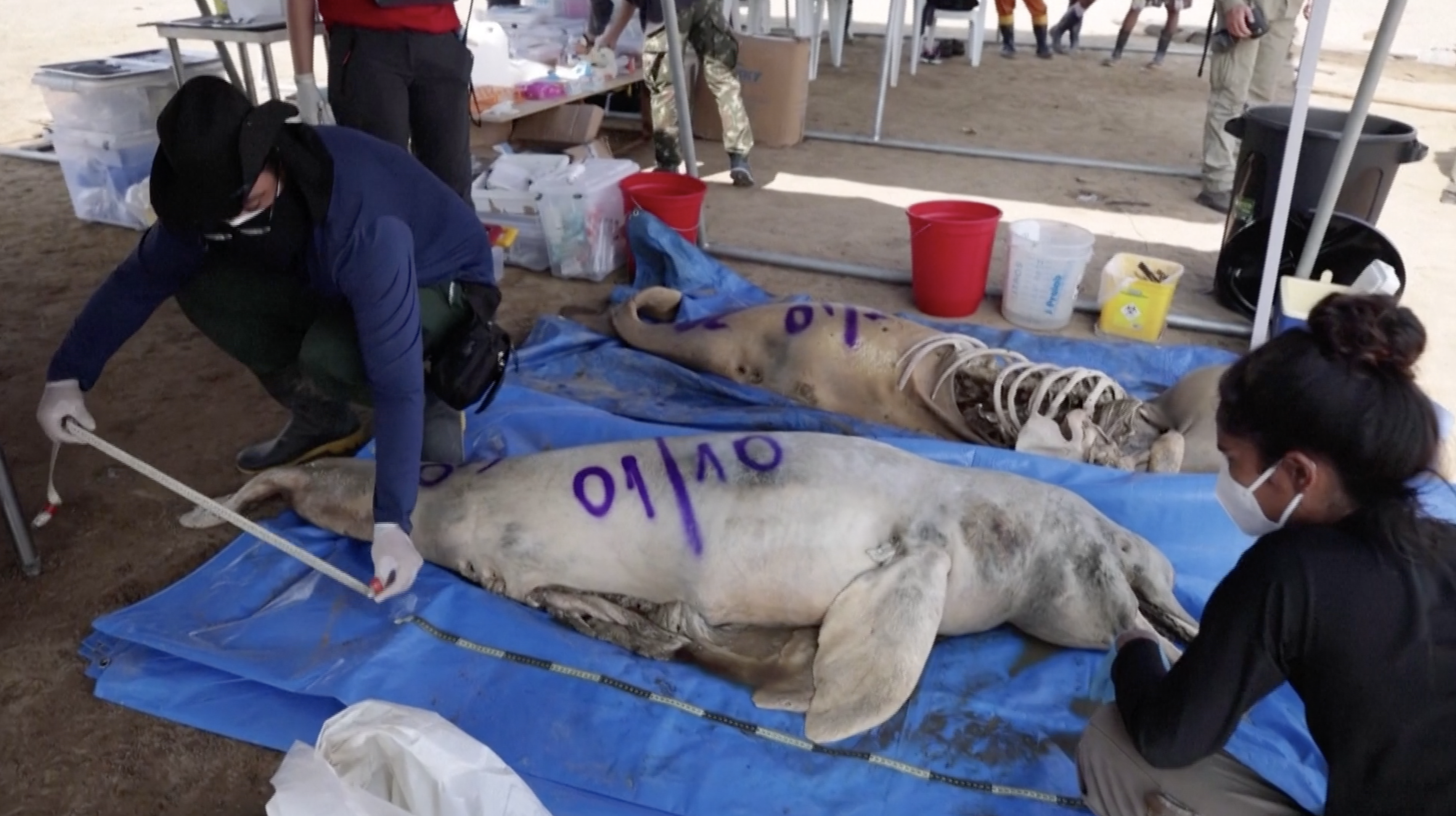 Researchers from the Mamiraua Institute for Sustainable Development take the measurements of the dead river dolphin, Amazonas state, Brazil, October 3, 2023. /Reuters