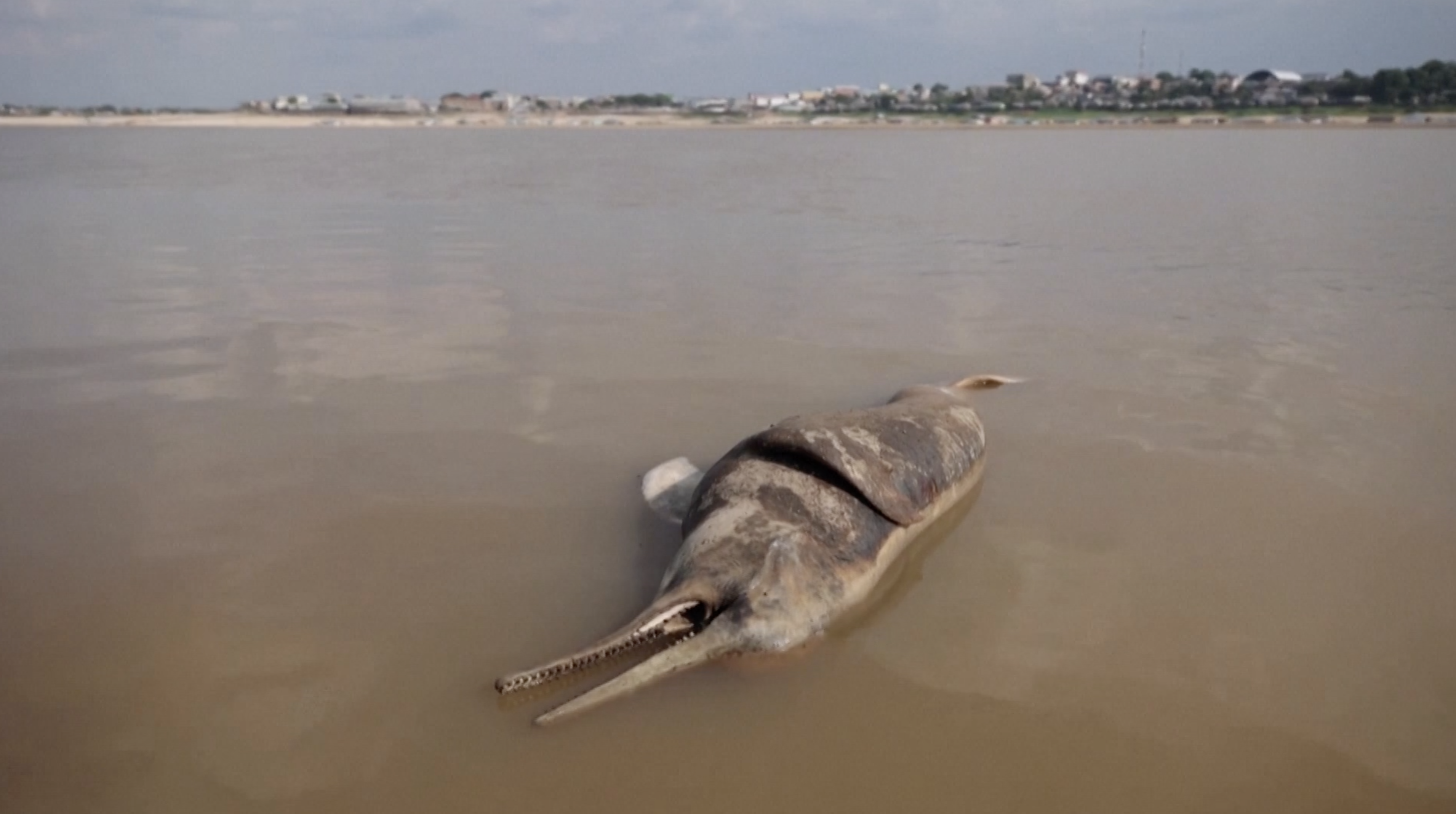 A dead river dolphin floats in Tefe Lake, Amazonas state, Brazil, October 3, 2023. /Reuters